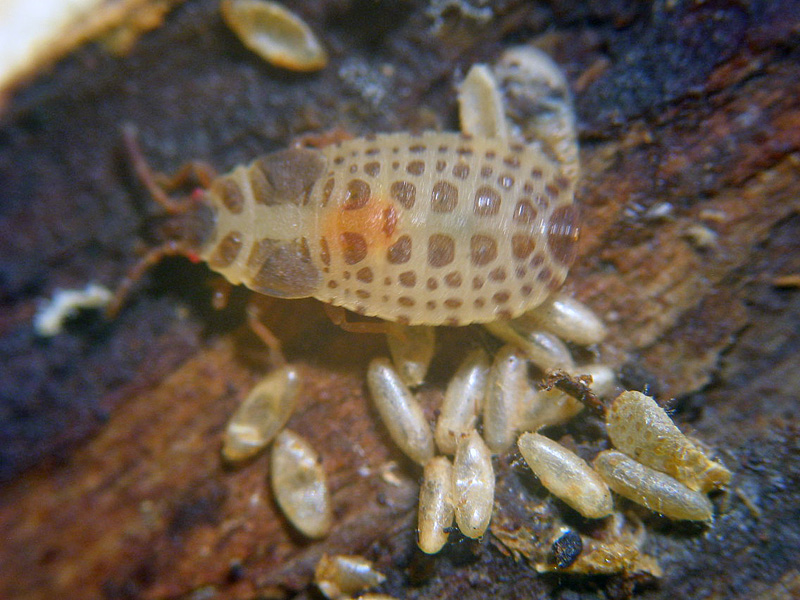 Aradidae: Aneurus laevis in Valle Fredda (VA)